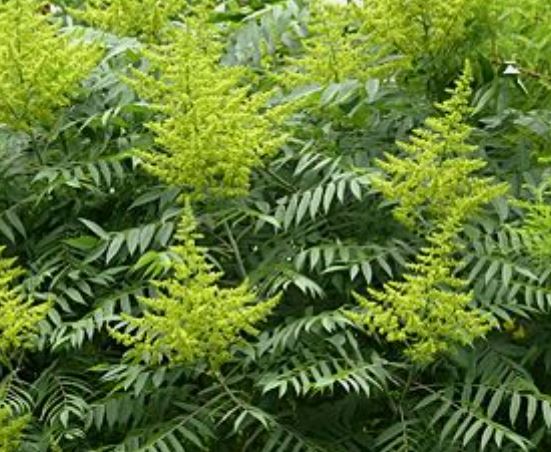 Korean Traditional Medicine to fight Gastric, Renal & Lung Tumors and other forms of Cancer: Rhus Verniciflua